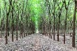 Giá cao su kỳ hạn tại Tokyo ngày 24/4 tăng